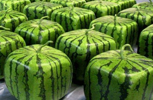 中国网红吃瓜被打,一场网络与现实交织的口水战