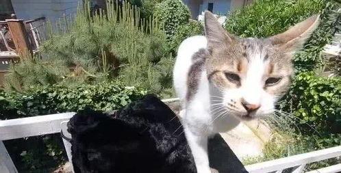 吃瓜娱乐酱流浪猫